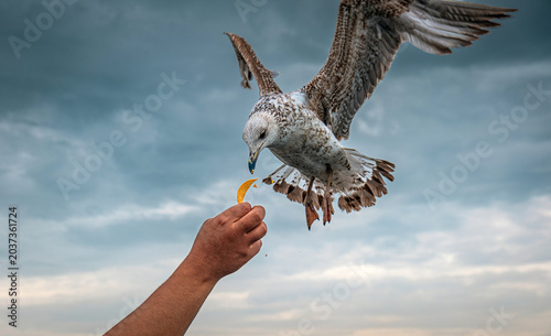 a seagull eating chips offered by a hand.