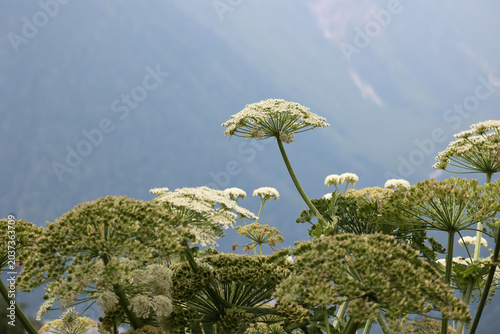 Tableau sur toile White hogweed flowers blooming against a blue mountain background