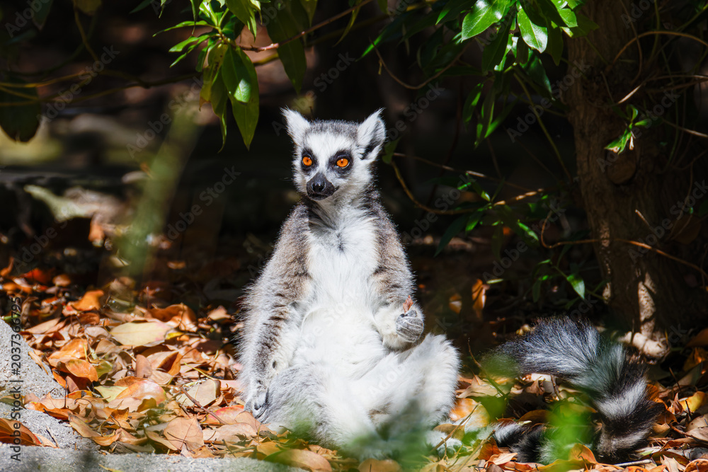 Obraz premium Ring-tailed lemur sitting on forest floor in dappled sunlight, orange eyes, leafy background, wildlife nature scene