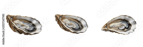 Bilde på lerret Fresh raw oyster shells isolated on a white background, collection of oceanic mo