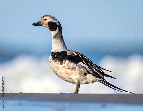 A lone duck standing on a surface with a blurry ocean background