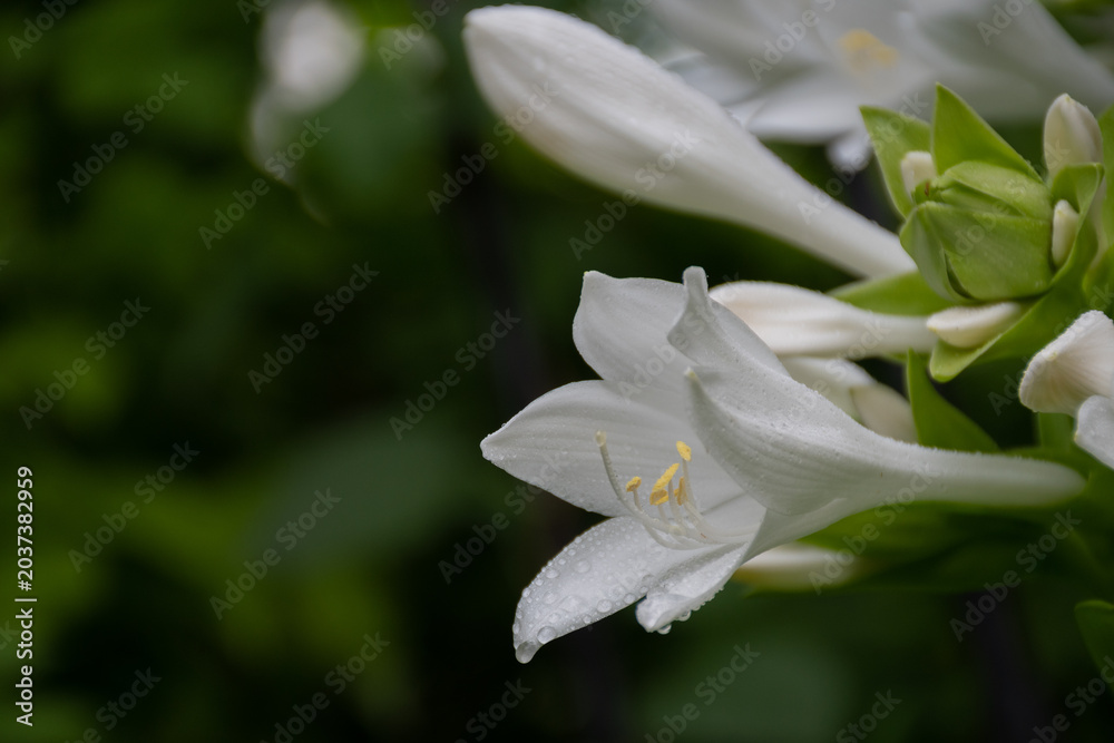 Naklejka premium 満開の白いタチギボウシの花 