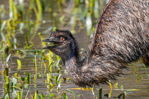 Tablou pe pânză Emu (Dromaius novaehollandiae)