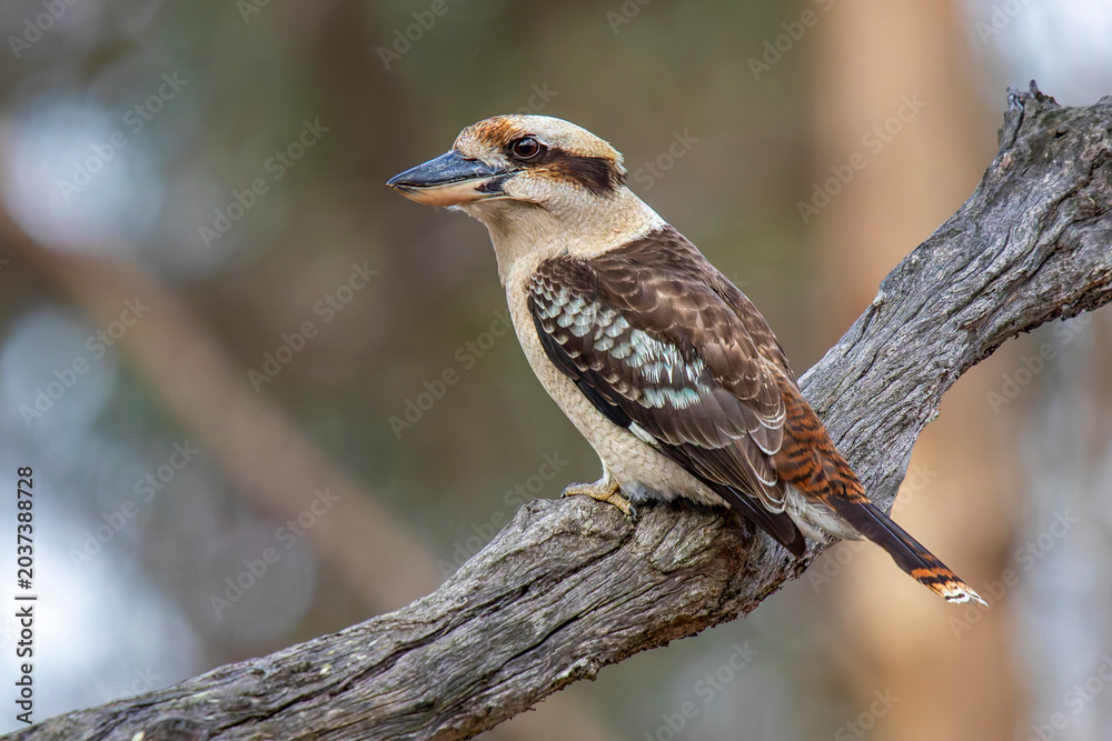 Fototapeta premium Laughing Kookaburra (Dacelo novaeguineae)