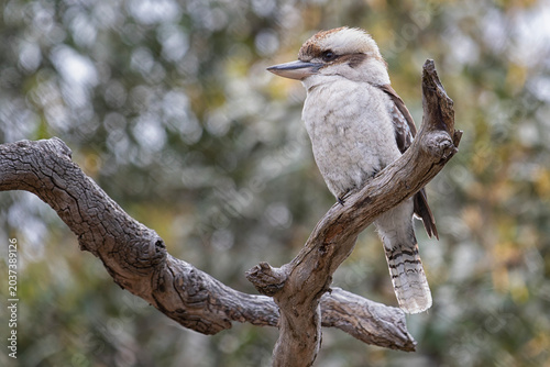 Laughing Kookaburra (Dacelo novaeguineae)