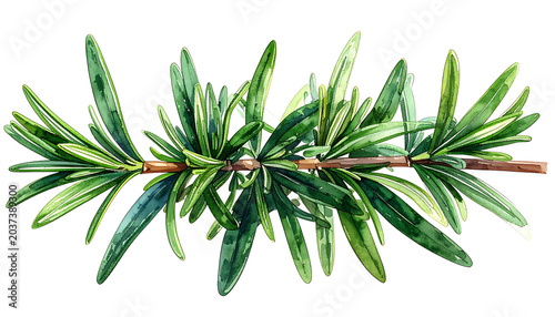 Fresh rosemary sprig with green needles, isolated on white background, culinary herb for seasoning