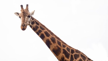 Low-angle close-up portrait of a giraffe looking forward, showing its long patterned neck against a bright white overcast sky. Minimalist wildlife photography.