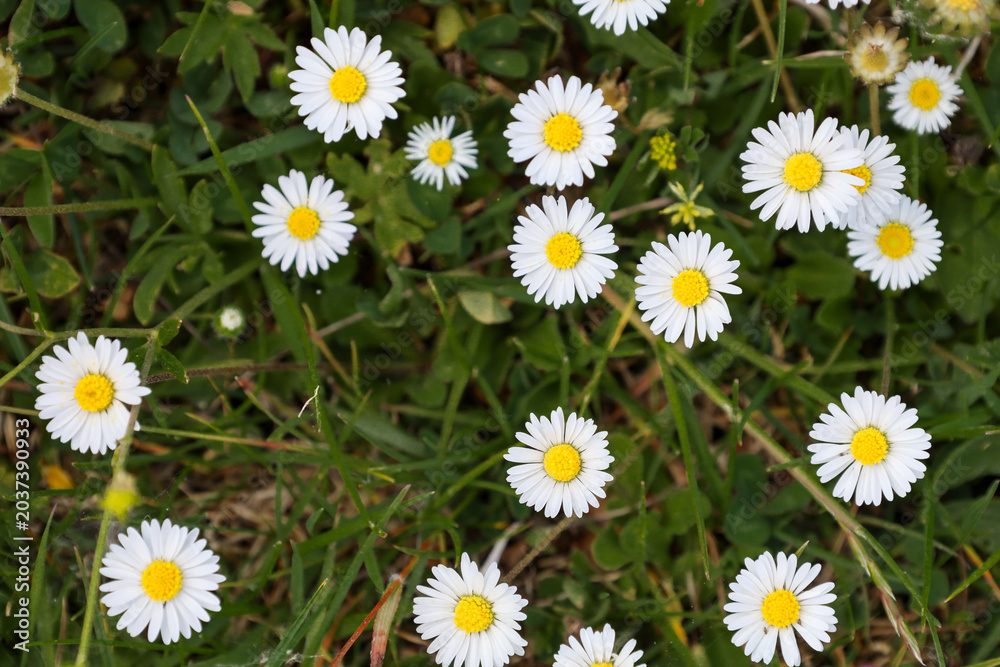 Fototapeta premium Delicate English daisies bloom among lush green grass in a sunny meadow. White petals and bright yellow centers of the flowers create a charming natural carpet.