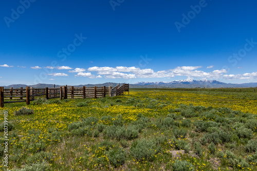 Cattle chute on blooming Camas Prairie