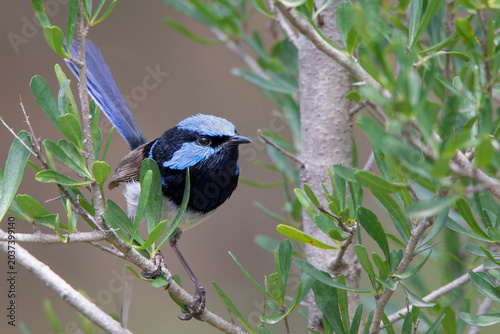 Canvas Print Male Superb Fairywren (Malurus cyaneus)