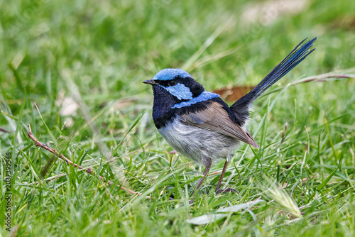 Φωτογραφία Male Superb Fairywren (Malurus cyaneus)
