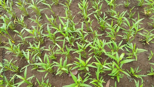 Rows of Young Kangkung Plants in a Vegetable Farm