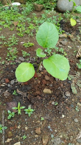 Young Eggplant Plant Seedling Growing Freshly in Fertile Soil