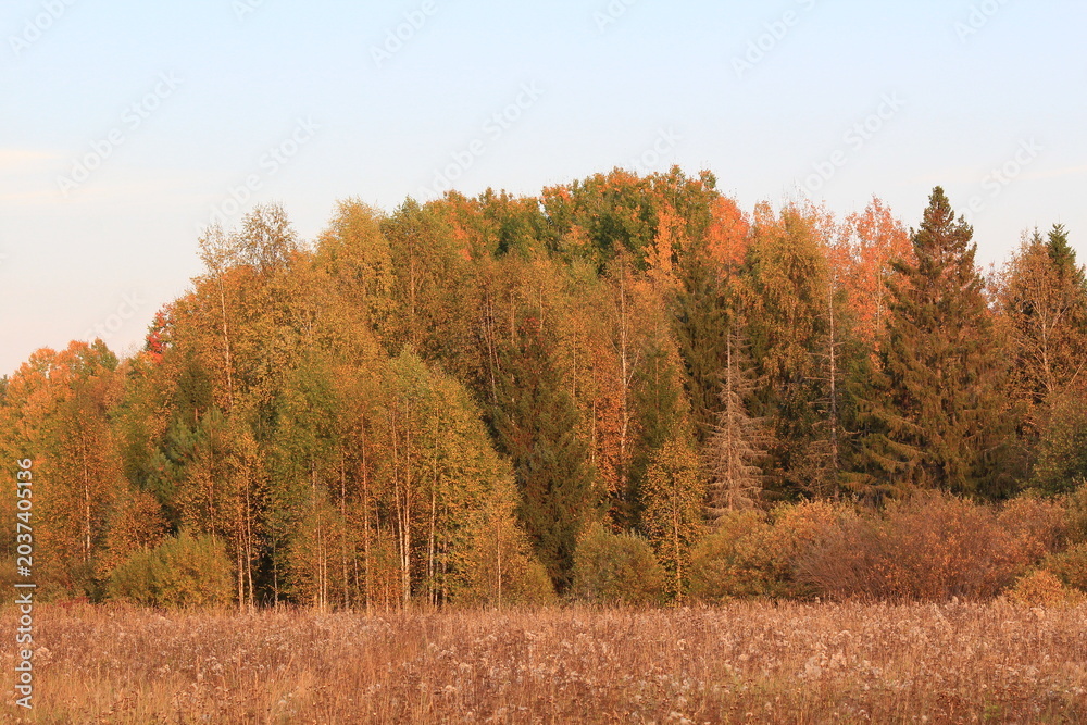 Fototapeta premium autumn in the forest
