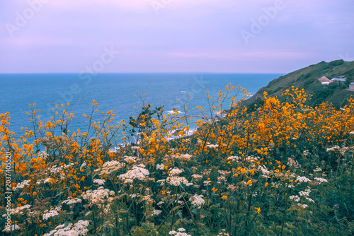 summer nature of seacoastin Jersey, UK