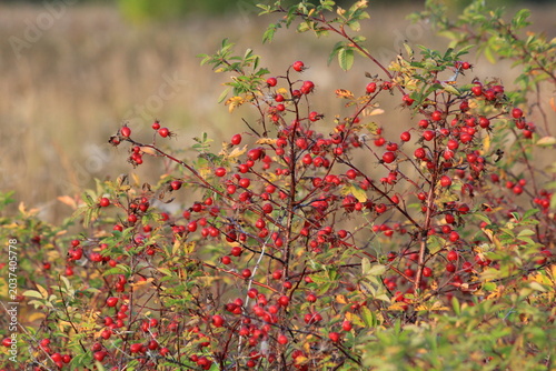 rose hips on a sunny day in an autumn forest
