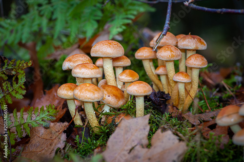 Cluster Of Honey Mushrooms Growing On Forest Floor With Green Moss And Autumn Leaves