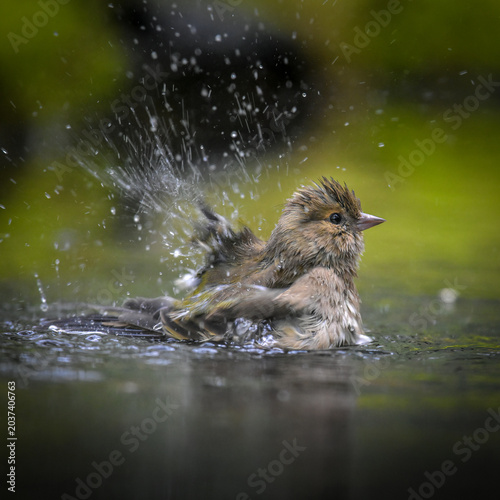 Schilderij op canvas Small Brown Finch Washing, Splashing in a Shallow Pond with a Soft Green Backgro