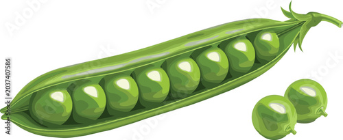 Cuadro en lienzo Fresh green pea pod with ripe peas isolated vector illustration for organic farm