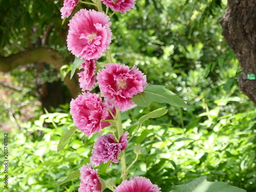 Canvastavla タチアオイの花