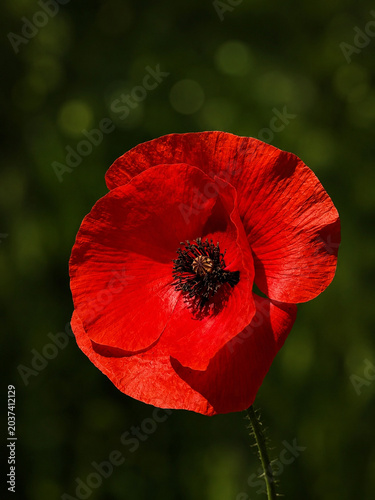 Obraz na płótnie Single red poppy flower in full bloom with black stamens against dark green blurred background with bokeh
