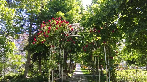 An arch decorated with climbing roses on a sunny morning in a city garden.