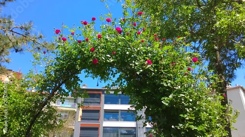 Decorative arch of climbing roses as a decoration in the park.