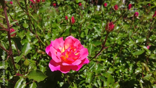 Roses of amazing beauty have blossomed in flowerbeds in Turkish cities.