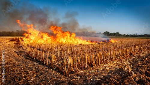 Fire In The Cornfield After Harvest