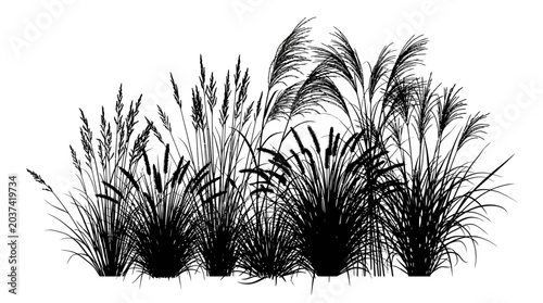 Quadro su tela Grasses Silhouette Against White Background Botanical Illustration