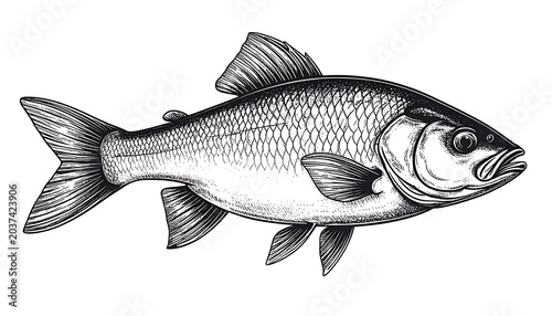 Isolated carp fish illustration, detailed scales and fins, realistic sketch style, aquatic life, fishing hobby