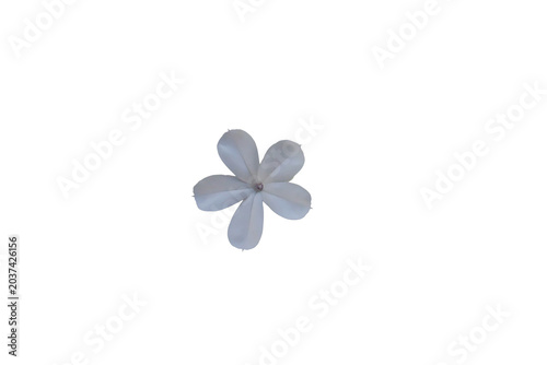 Photos Isolated white plumbago flower on transparent background, botanical graphic elem