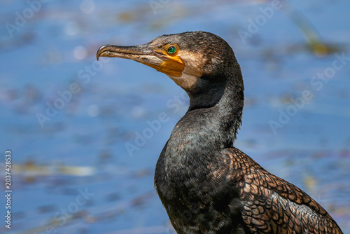 Great Cormorant (Phalacrocorax carbo)
