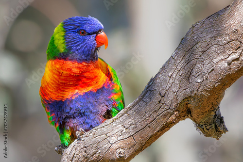 Billede på lærred Rainbow Lorikeet (Trichoglossus moluccanus)