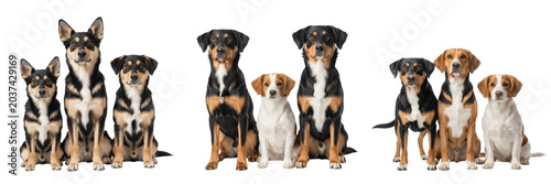 Obraz na płótnie Mixed Breed Dog Group Collection Isolated on White Background Realistic 3D Rende