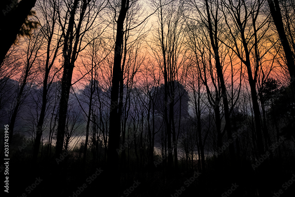Fototapeta premium Silhouette tree at sunset on safari in South African