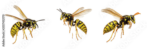 Bild auf Leinwand Wasp Insect Collection Isolated on White Background Realistic 3D Rendered Flying