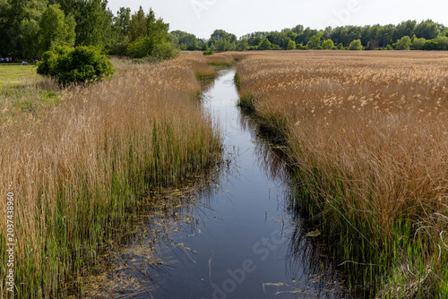 Foto Narrow stream in the countryside with the common reed on the sides