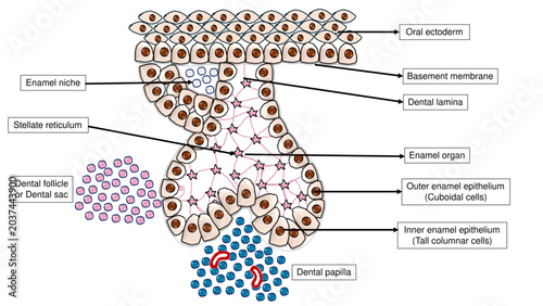 Foto Tooth Development Cap Stage - Labelled Vector Diagram