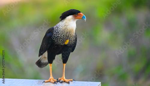 The crested caracara is a bird of prey in the falcon family. National bird of Mexico. It is known for its sharp eyesight and powerful beak. Portrait, Close up.