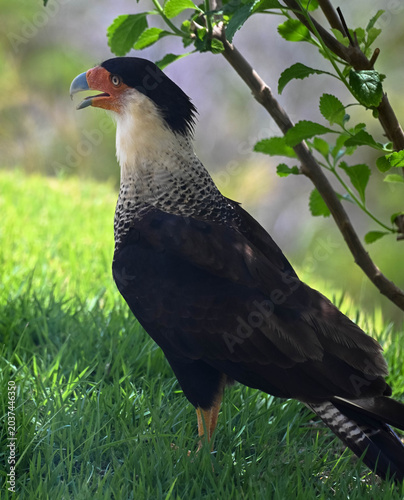 The crested caracara is a bird of prey in the falcon family. National bird of Mexico. It is known for its sharp eyesight and powerful beak. Portrait, Close up.