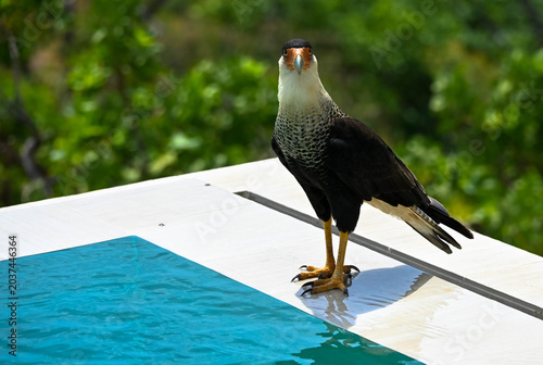 The crested caracara is a bird of prey in the falcon family. National bird of Mexico. It is known for its sharp eyesight and powerful beak. Portrait, Close up.