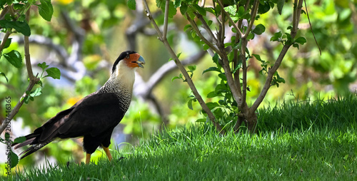 The crested caracara is a bird of prey in the falcon family. National bird of Mexico. It is known for its sharp eyesight and powerful beak. Portrait, Close up.