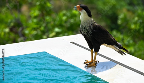 The crested caracara is a bird of prey in the falcon family. National bird of Mexico. It is known for its sharp eyesight and powerful beak. Portrait, Close up.