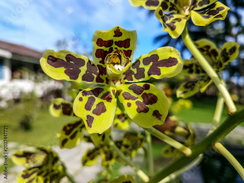 Tableau sur toile Close-up of Tiger Orchid (Grammatophyllum speciosum) Flower with Yellow and Brow