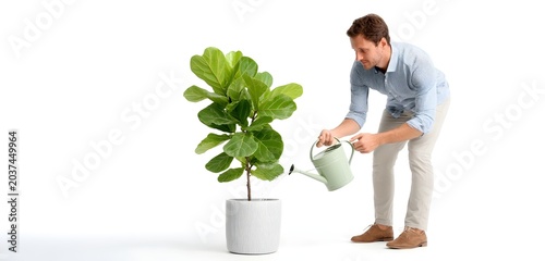 Man watering a fiddle leaf fig plant in a white pot with a green watering can on a white background