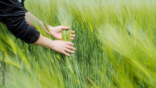 Hands holding green wheat ears in sustainable farming landscape