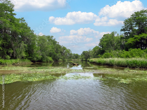 Beautiful swampland river scene in the summer