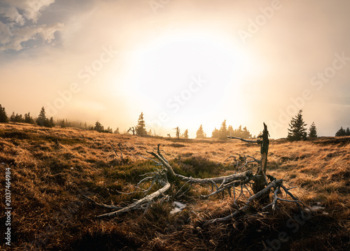 Slika na platnu Lone tree remains standing on a mountain ridge during bright golden sunset