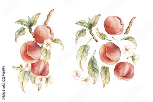 Tableau sur toile Peach fruits branch with flowers leaves